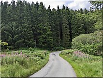 SN8588 : Wildflowers and tall trees in the Hafren Forest by David Medcalf
