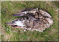 HY5909 : Dead Bird by Anne Burgess