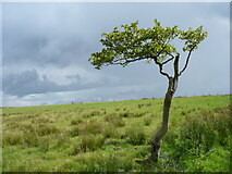 NS5976 : Small tree, Blairskaith Muir by Alan O'Dowd