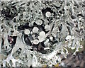 TQ8224 : Ramalina fastigiata lichen by Phil Brandon Hunter