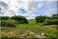 Kilmington : Grassy Field