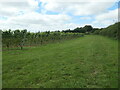 SU6437 : Public footpath, Hattingley Valley vineyard by Christine Johnstone