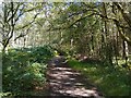 Bucklebury Common byway