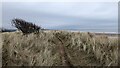 Sand dunes Montrose