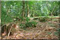 Remains of a Brick Structure in Mill Wood