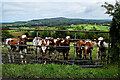 Cattle behind a gate, Claraghmore