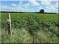 Waymarked footpath across a field of potatoes