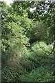 Overgrown Holland Brook