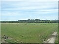 Cattle grazing east of Sherborne