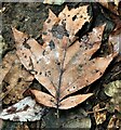 TQ7818 : Fallen leaf of wild service tree, Churchland Lane by Patrick Roper