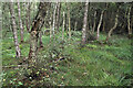 NT6342 : Birch woodland at Gordon Moss by Walter Baxter