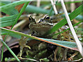 NT6342 : A froglet at Gordon Moss Nature Reserve by Walter Baxter