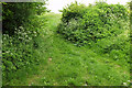 Wessex Ridgeway towards Alton Pancras