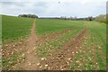 Footpath through an arable field