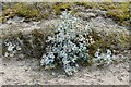 TF8545 : Burnham Overy Staithe: Sand dune flowers 1, Sea Holly 'Eryngium maritimum' by Michael Garlick