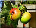 SP1403 : Apples, Quenington by Brian Robert Marshall