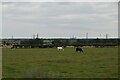 Cattle grazing