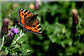 H5062 : Tortoiseshell butterfly, Beagh by Kenneth  Allen