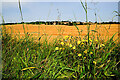 H3587 : Barley field, Milltown by Kenneth  Allen