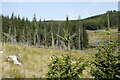 NH7425 : Forestry, Glen Kyllachy by Mike Pennington