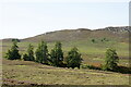 Trees along Allt Beag