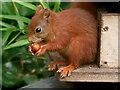 SV8914 : Red Squirrel (Sciurus vulgaris) by David Dixon
