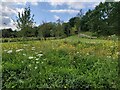 Wildflowers at the Covid 19 Memorial Garden