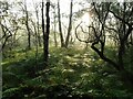 Early morning, Loch Ardinning