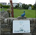 Welsh Harlequin Duck