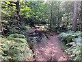 Rutted Track in Wighay Wood