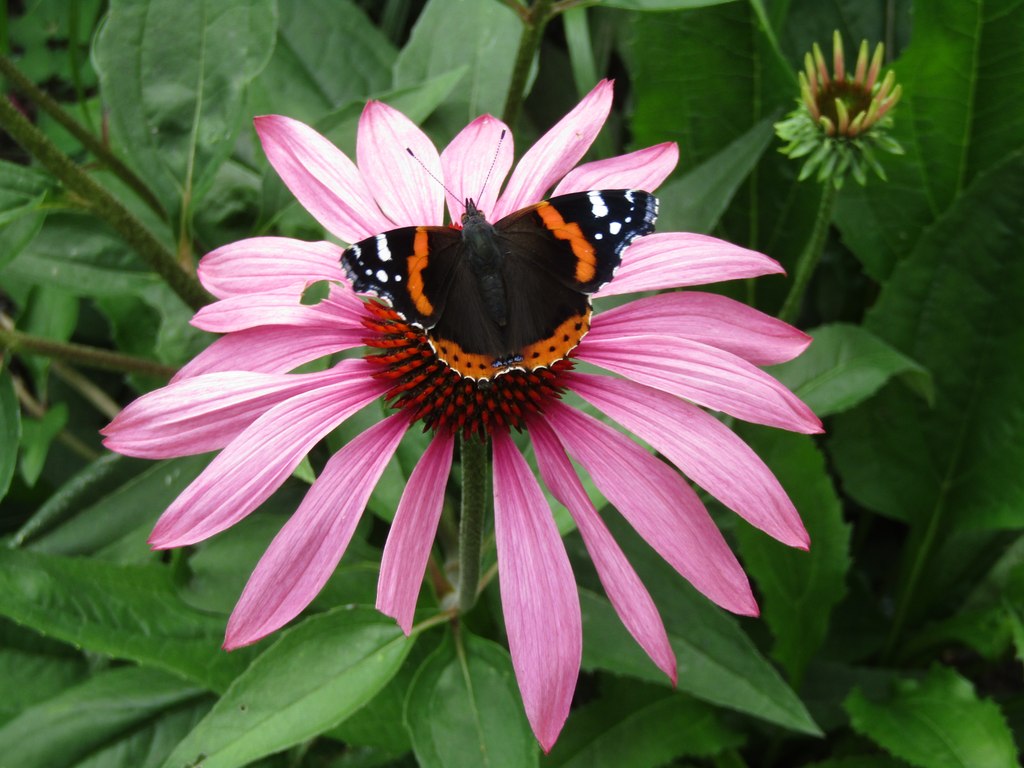 Mottisfont Abbey Red Admiral © Colin Smith Cc By Sa 2 0 Geograph