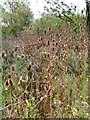 Teasels, Davington, Faversham