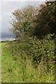 Vegetation on the rampart of the Iron Age Settlement