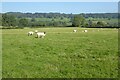 Sheep in a field