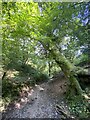 Footpath through Lockway Wood