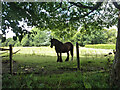 Horse in the shade