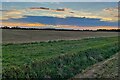 Evening fields