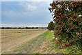 Berries by the stubble