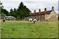 Garthorpe: Small field used for grazing sheep and houses in The Row