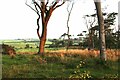 Early sun cuts through an old shelter-belt