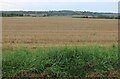 Field by Dunstable Road, Eaton Bray