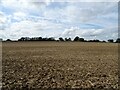 Field near Town