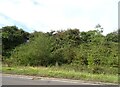 Woodland beside the A427