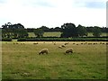 Sheep grazing near Gallow Lodge