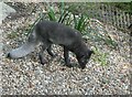 Arctic fox, Wildwood, Herne