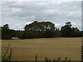 Stubble field off London Road