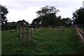 Tree planting in Hull Road Park