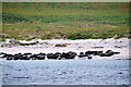 SV9414 : Grey Seals on the Beach at East Porth (Great Ganilly) by David Dixon