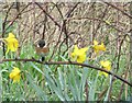 NU2613 : Stonechat and Daffodils by Les Hull