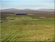 NY7733 : The valley of the River Tees west of Herdship Fell by Mike Quinn